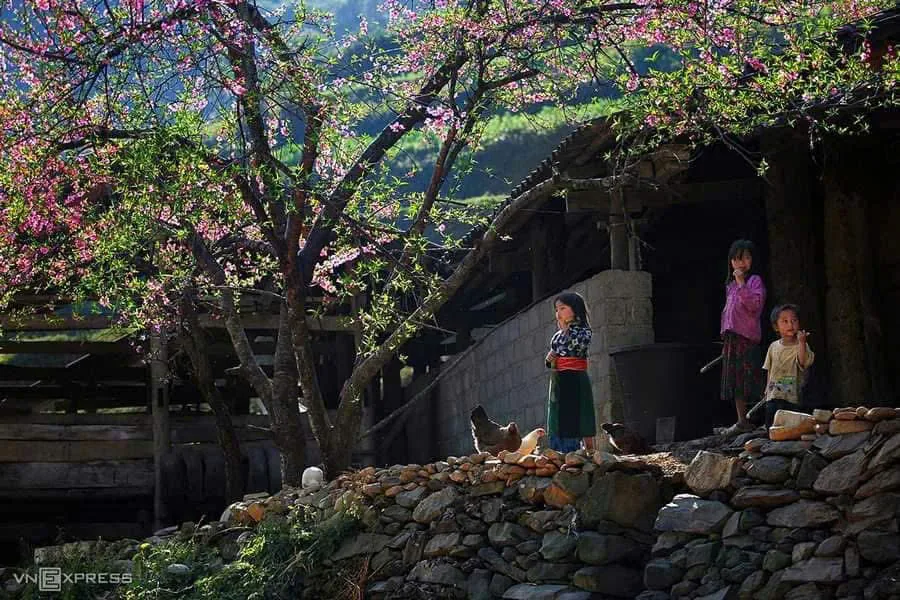 A H'mong house in blossom season