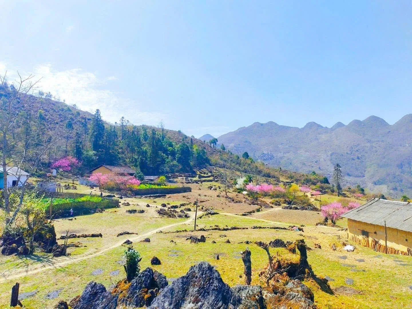 Dong Van karst plateau in blossom season