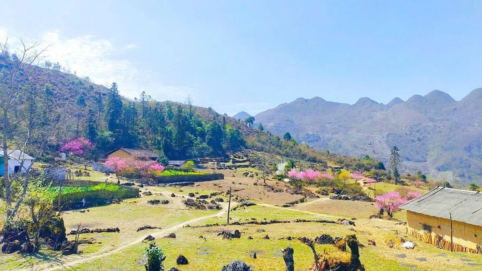 Dong Van karst plateau in blossom season